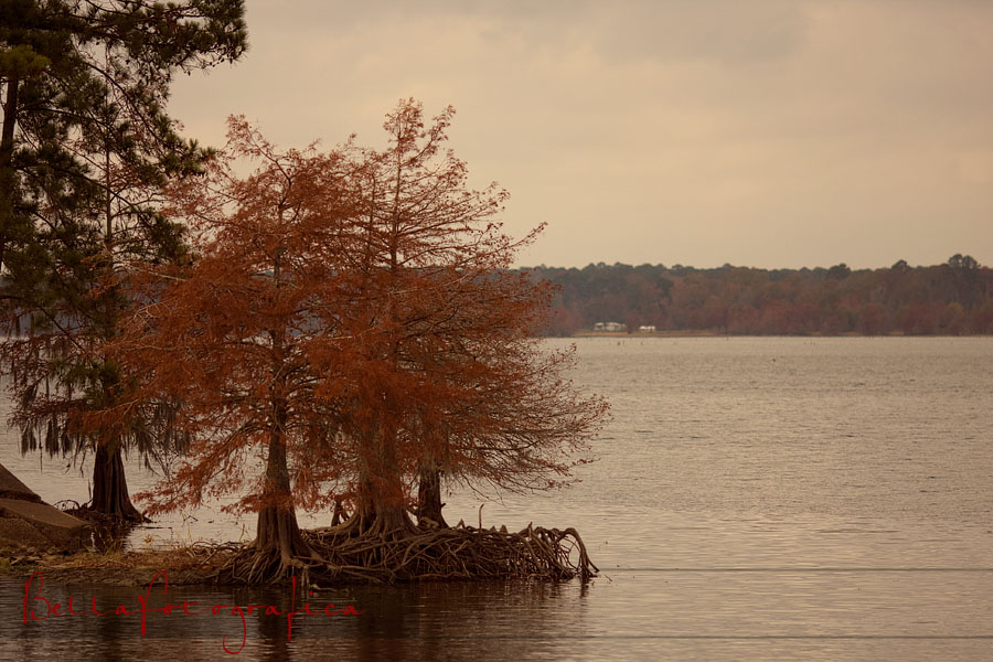 changing colors on lake toledo bend