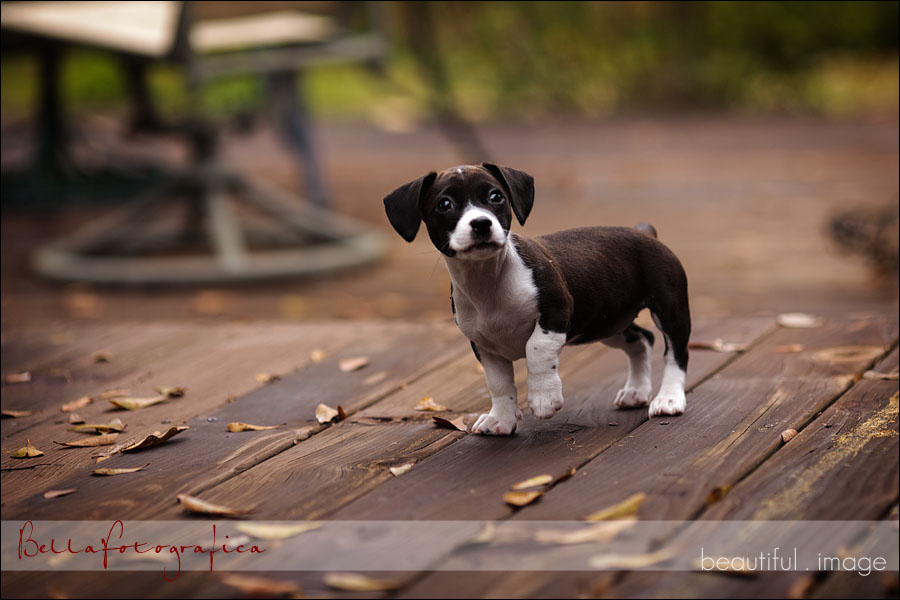 puppy pictures beaumont texas