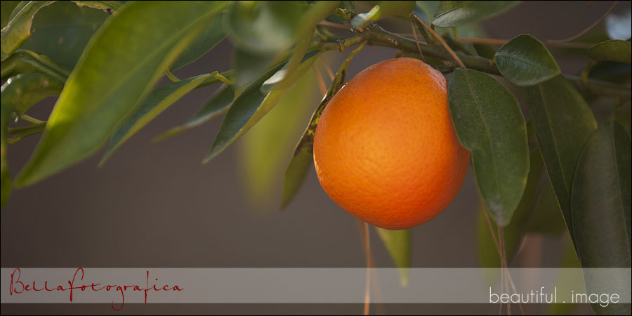 orange texas engagement photos in an orange grove